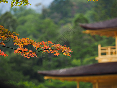 日本建筑金阁寺金阁寺的秋叶背景