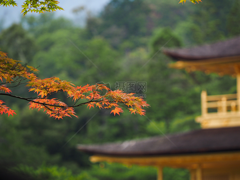 金阁寺的秋叶图片