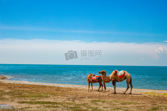 青海湖边的骆驼图片