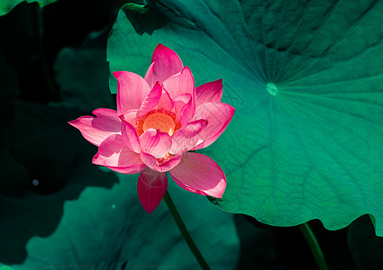 美丽荷花绿色夏季花朵高清图片