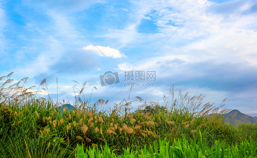 蓝天白云下的芦苇图片