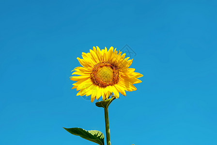 夏天小清新植物蓝色天空下的向日葵背景