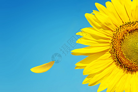 花朵上蓝色天空下的向日葵背景