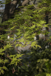 枫叶水墨中国风枫叶徽派建筑背景