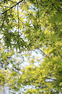 枫叶水墨中国风枫叶背景