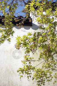 枫叶水墨中国风枫叶徽派建筑背景