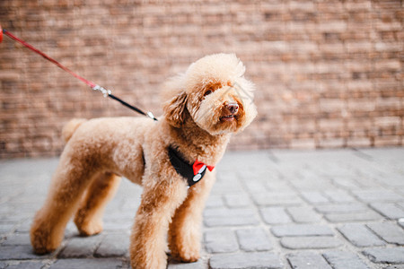 狗剪纸泰迪犬背景