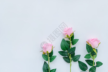 玫瑰花素材粉玫瑰高清图片
