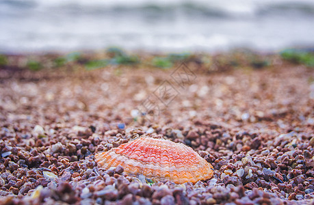 放松休息海边贝壳背景