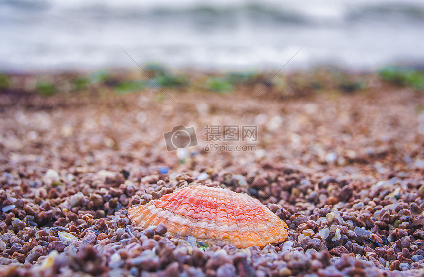 海边贝壳图片