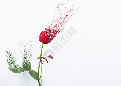 复古情人节海报碎化的玫瑰花背景