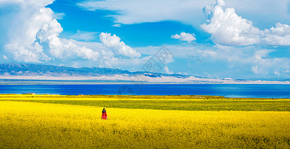 青海湖草原青海湖油菜花背景