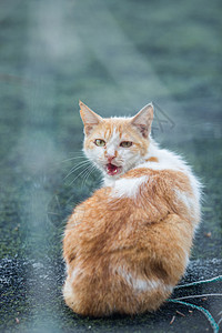 学校操场上的流浪猫图片