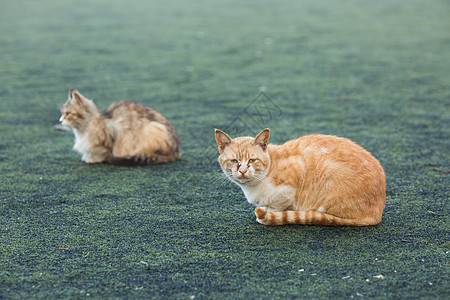 学校操场上的流浪猫图片