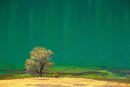 四川美景碧绿湖边一棵树背景