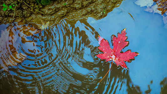 阳光洒在枫叶上秋天枫叶漂在水面背景