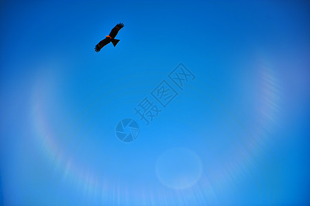天空中的雄鹰和彩色光环背景图片