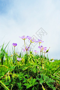 仰视风景路边盛开的紫色小花背景