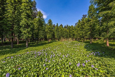 云南森林森林绿地鲜花背景