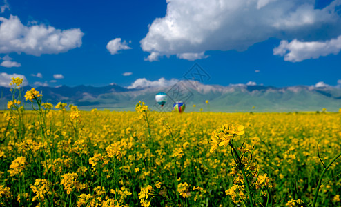 门源油菜花春天风景高清图片