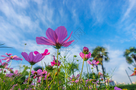 浓密彩色菊花自然风景花朵天空背景