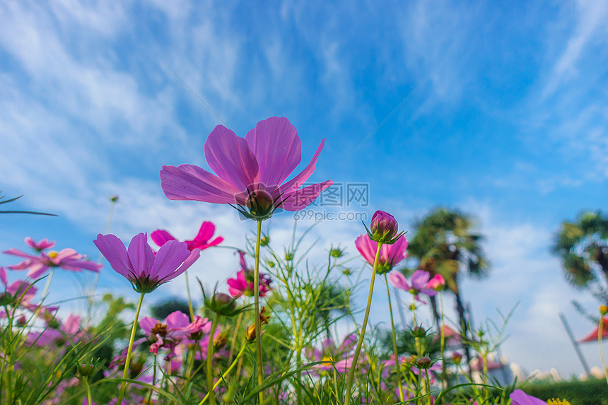 自然风景花朵天空