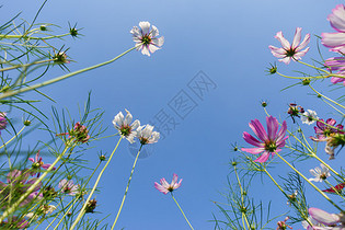 自然风景花朵天空背影素材 图片