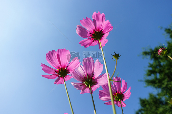 自然风景花朵天空背影素材