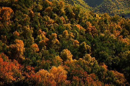 秋天的森林阿兰布拉高清图片