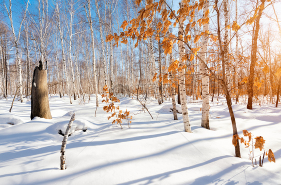 冬日暖阳雪地上的白桦林红叶
