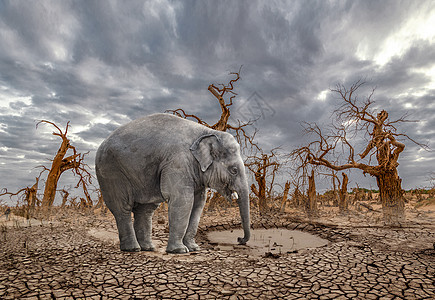 洒水的大象背景图片