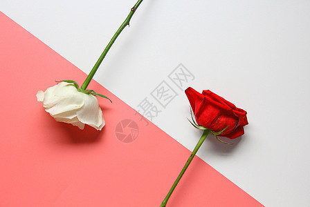 七夕情人节红玫瑰白玫瑰 粉色静物素材背景图片