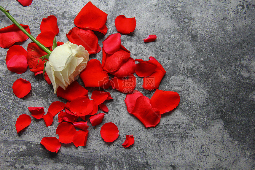七夕情人节红玫瑰白玫瑰花瓣静物背景素材