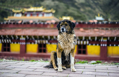 藏区流浪狗寺庙蹲坐高清图片