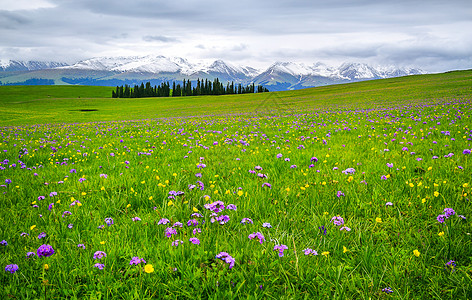 草原森林新疆喀拉峻草原背景