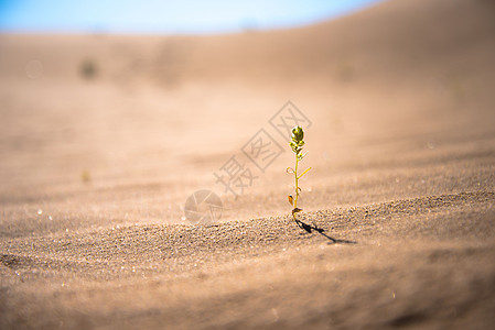 关注环保素材沙漠中的生命背景