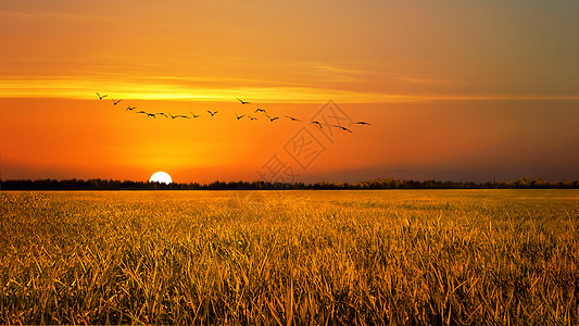 黄昏夕阳下的稻田背景