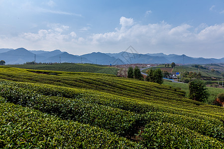 远山绿色的茶园风光背景图片