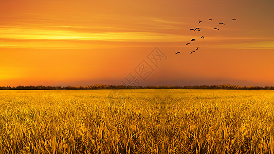 夕阳鸟芒种时节金色的稻田背景