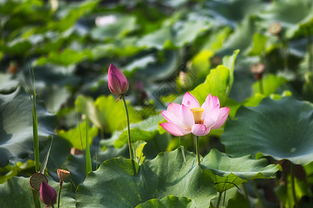 花展武汉沙湖荷花背景