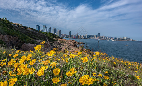 鲜花城市图片