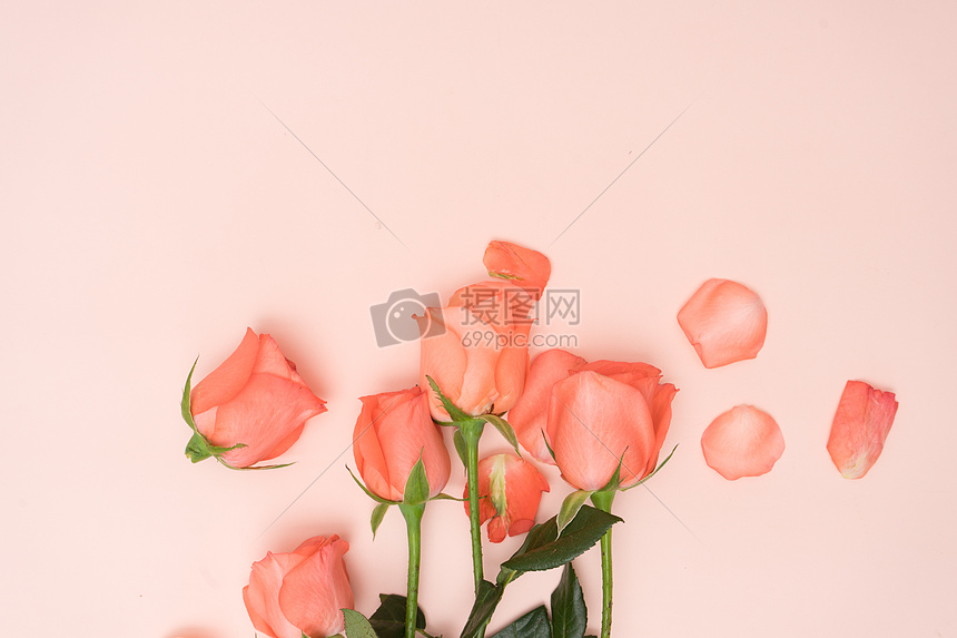 玫瑰花与玫瑰花花瓣图片