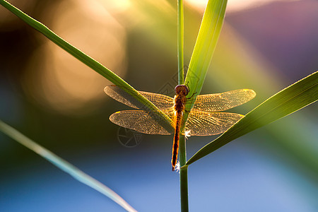 炫光下的红蜻蜓背景图片