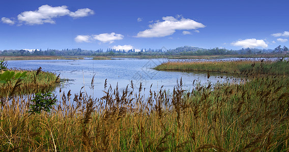 河边景观芦苇河边背景