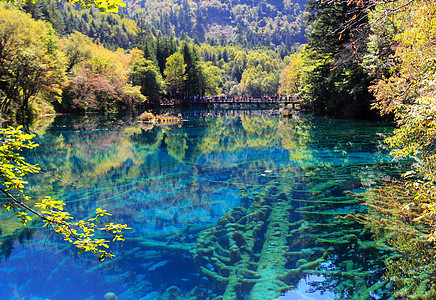 九寨沟风景九寨沟五花海背景