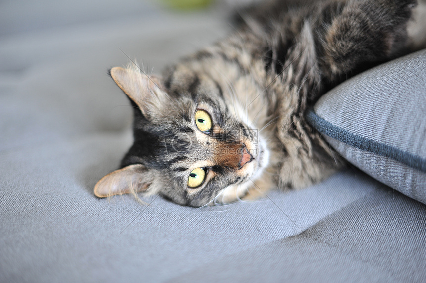 躺在沙发上卖萌的可爱小花猫花狸猫