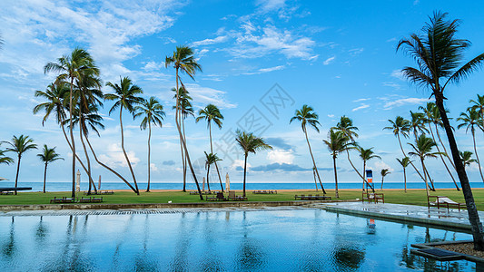 斯里兰卡海滩斯里兰卡海边的椰树背景