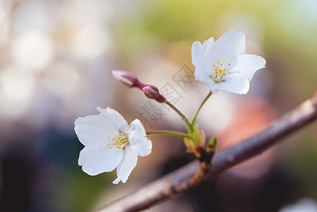 唯美樱花图片