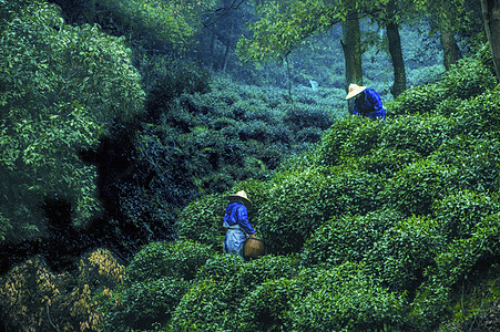 采茶人采茶过程高清图片