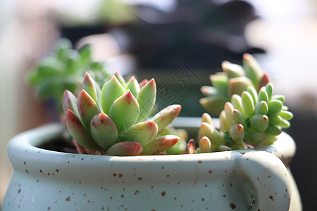 多肉植物多肉种植高清图片